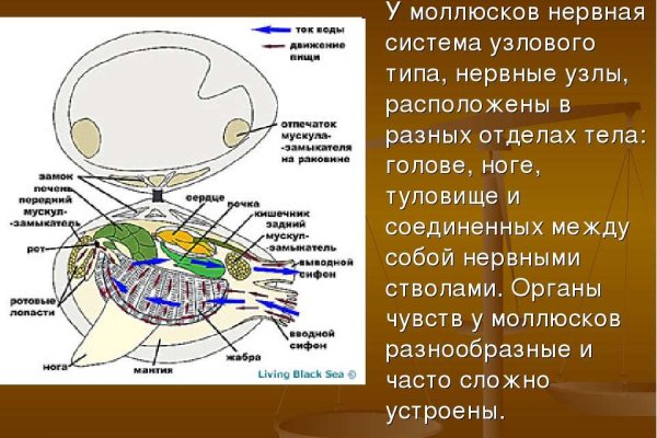 Можно ли вывести деньги с кракена